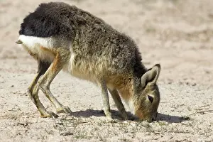 Dolichotis: MARA / Patagonian Hare / Patagonian Cavy - feeding