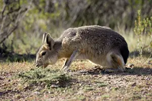 Dolichotis: MARA / Patagonian Hare / Patagonian Cavy - feeding