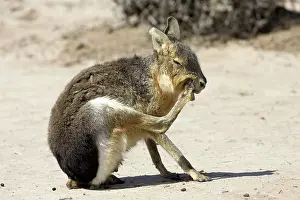 Dolichotis: MARA / Patagonian Hare / Patagonian Cavy - grooming