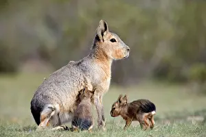 Dolichotis: MARA / Patagonian Hare / Patagonian Cavy - mother