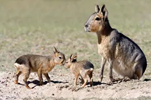 Dolichotis: MARA / Patagonian Hare / Patagonian Cavy - mother