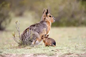 Dolichotis: MARA / Patagonian Hare / Patagonian Cavy - mother