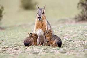 Dolichotis: MARA / Patagonian Hare / Patagonian Cavy - mother