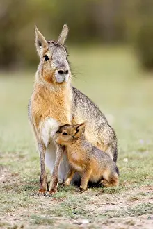 Dolichotis: MARA / Patagonian Hare / Patagonian Cavy - mother and young