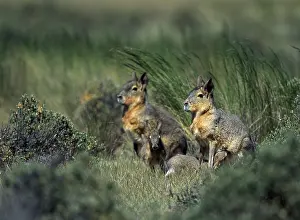 Dolichotis: MARA / Patagonian Hare / Patagonian Cavy - nursing