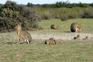 Dens: MARA / Patagonian Hare / Patagonian Cavy - shows