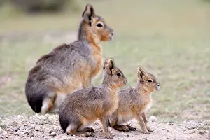 Dolichotis: MARA / Patagonian Hare / Patagonian Cavy - young