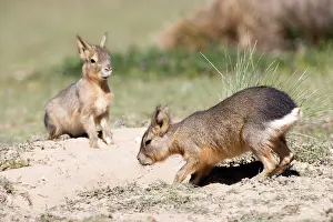 Dens: MARA / Patagonian Hare / Patagonian Cavy - young