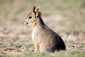 Dolichotis: MARA / Patagonian Hare / Patagonian Cavy - young