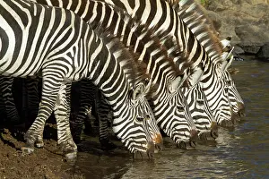 Boehmi: Mara River