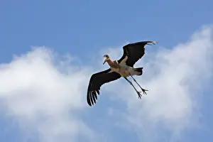 190718: Maraboou Stork