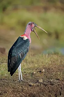 Narok: Marabou (Leptoptilos crumeniferus) spreads its blood-stained