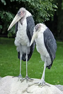 Crumeniferus: Marabou Stork - 2 birds resting on boulder
