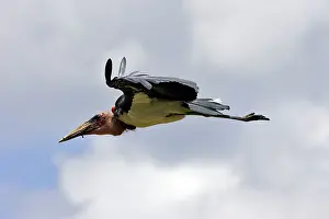 Crumeniferus: Marabou Stork