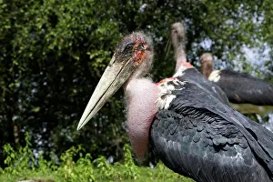 Crumeniferus: Marabou Stork