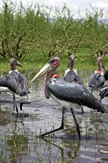 Crumeniferus: Marabou Stork