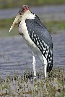 Crumeniferus: Marabou Stork