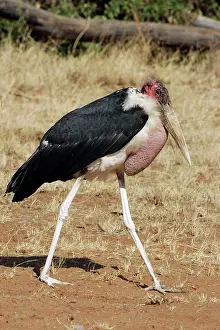Crumeniferus: Marabou Stork
