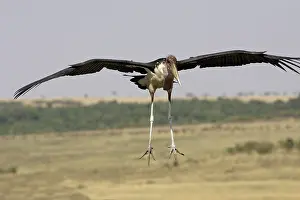 Crumeniferus: Marabou Stork