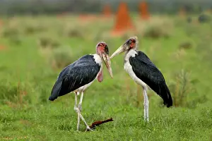 Crumeniferus: Marabou Stork