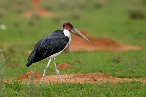 Crumeniferus: Marabou Stork 