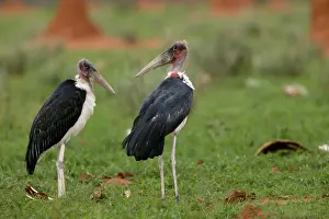Crumeniferus: Marabou Stork