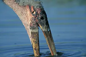 Crumeniferus: Marabou Stork