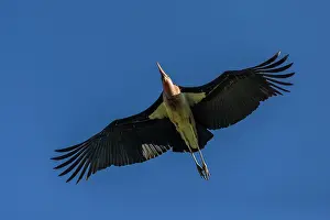 Marabou: Marabou Stork