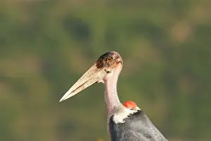 Elisabeth: Marabou Stork