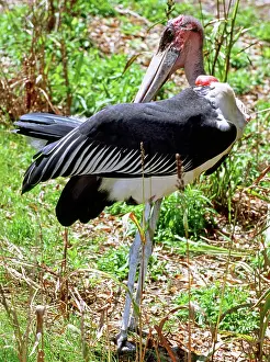 Marabou: Marabou Stork