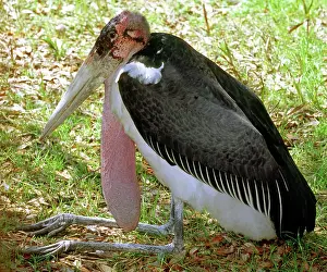Marabou: Marabou Stork