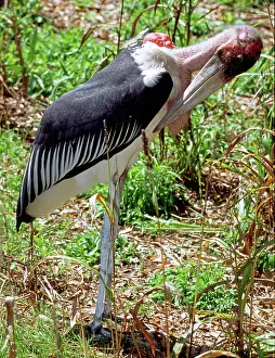 Marabou: Marabou Stork