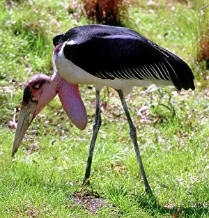 Marabou: Marabou Stork