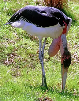 Marabou: Marabou Stork
