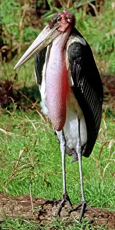 Marabou: Marabou Stork