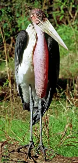 Marabou: Marabou Stork