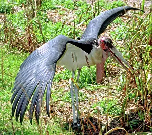 Marabou: Marabou Stork