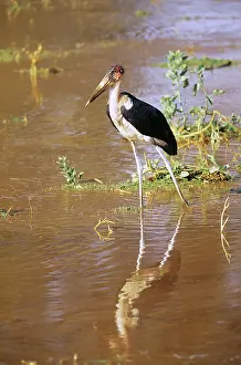 Marabou: Marabou Stork