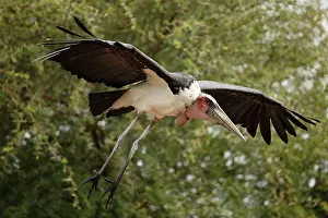 Marabou: Marabou Stork