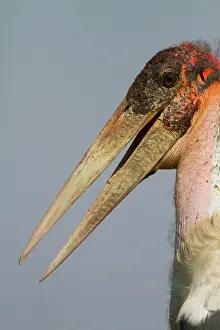 Marabou: Marabou Stork