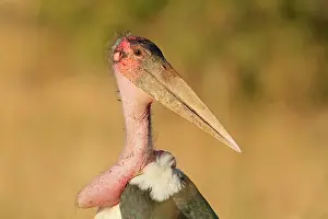 Marabou: Marabou Stork