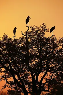 Marabou: Marabou Stork
