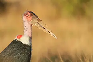 Marabou: Marabou Stork