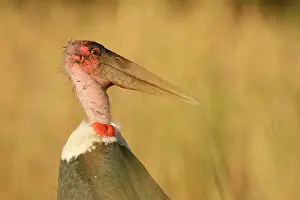 Marabou: Marabou Stork