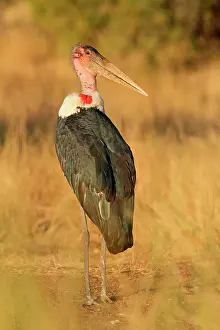 Marabou: Marabou Stork