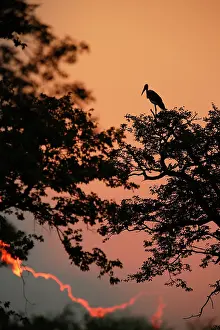Limpopo: Marabou Stork