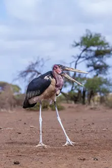 Amboseli: Marabou stork in Amboseli National Park, Kenya
