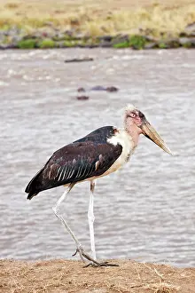 Marabou: Marabou Stork - on the banks of river Mara