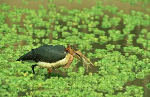 Barbel: Marabou Stork - Has caught a barbel fish in a waterhole