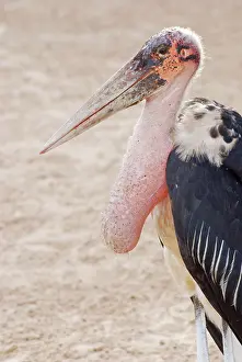 Crumeniferus: Marabou Stork - crop full after scavenging
